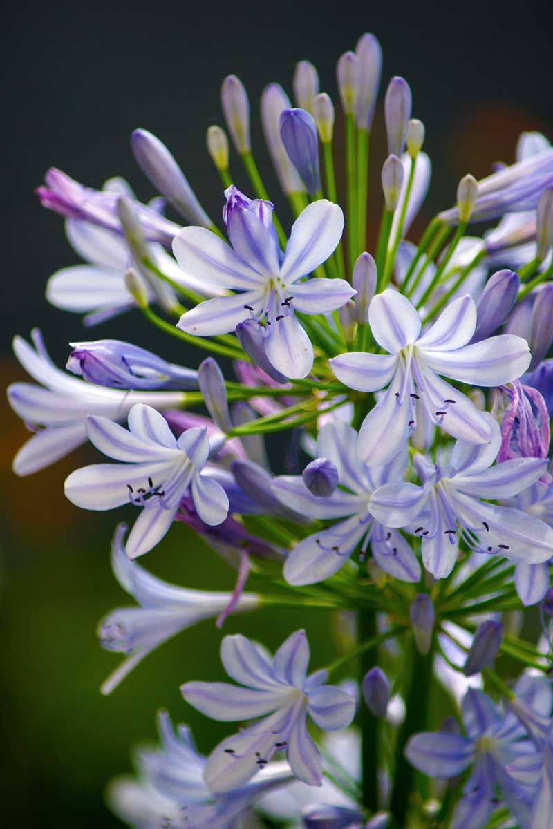 A close up vertical image of 'Summer Skies' flowers in delicate blue and white pictured in light sunshine on a dark soft focus background.