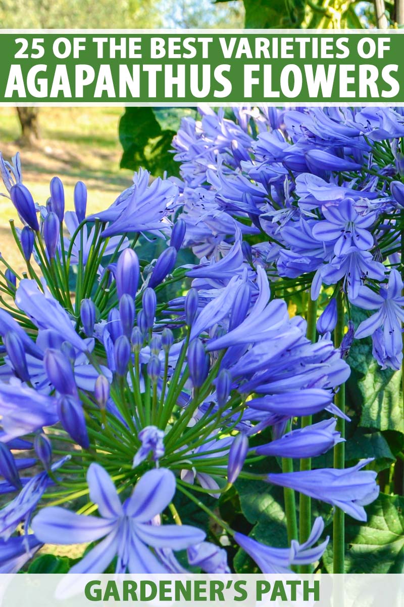 A vertical close up picture of bright blue flowers growing in the summer garden pictured in bright sunshine on a soft focus background. To the top and bottom of the frame is green and white printed text.