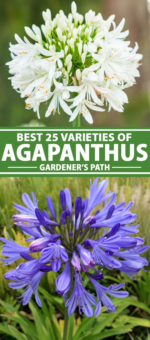 29 of the Best Agapanthus Varieties for Your Garden