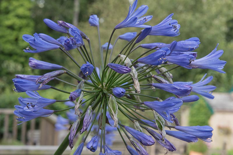 A close up horizontal image of bright blue 'Tornado' flowers pictured on a soft focus background.