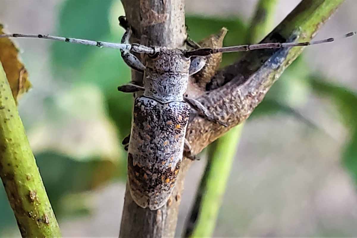 A twig girdler insect on a small tree branch.
