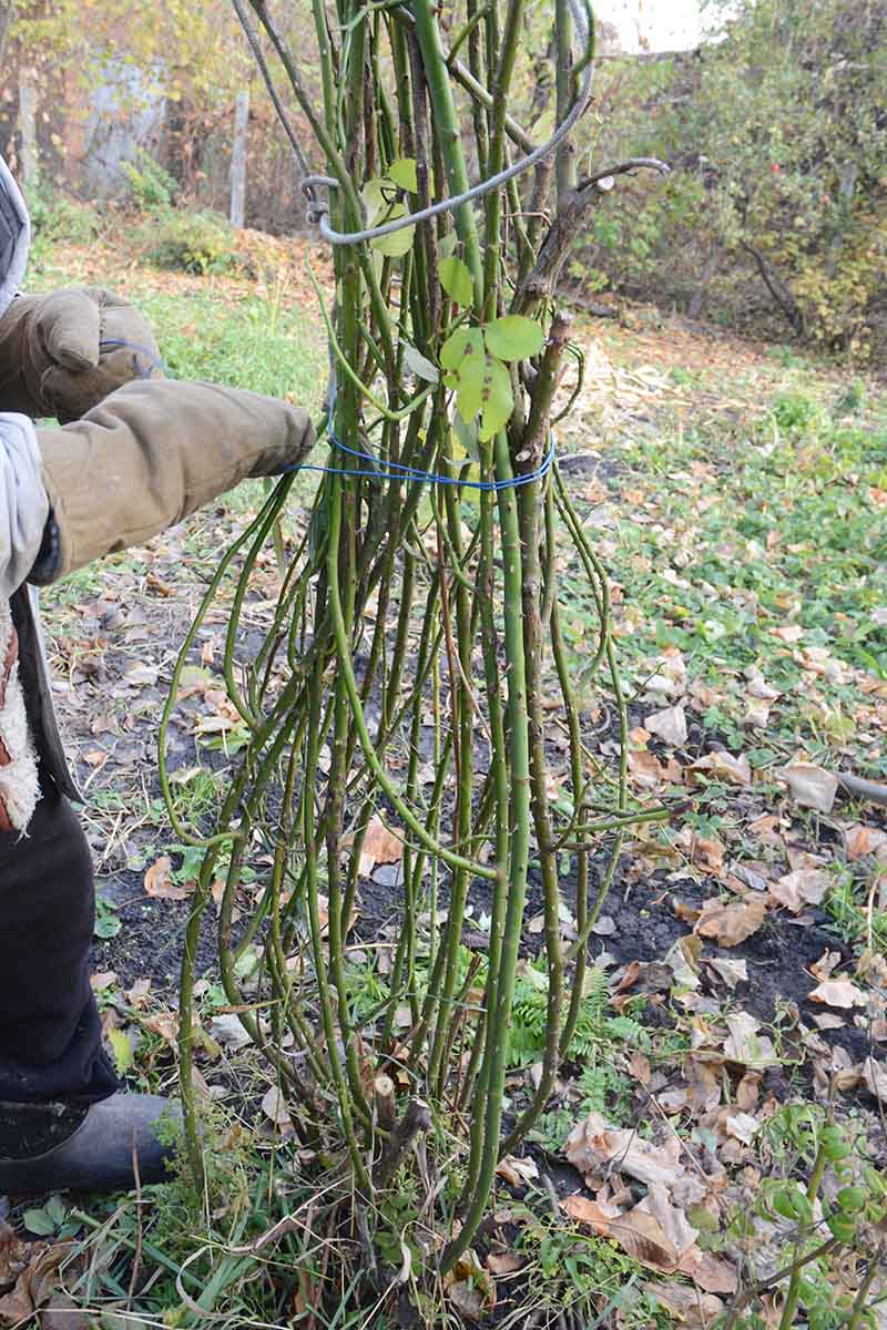 A close up vertical image of a gardener wearing gloves on the left of the frame tying up the canes of a climbing rose in preparation for winter.