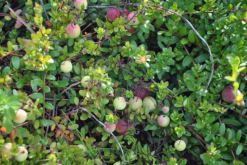 A close up horizontal image of light green, unripe cranberries growing in the garden pictured in light filtered sunshine.