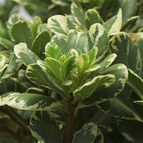 A close up square image of Pittosporum tobira ‘Variegatum’ growing in the garden pictured in light sunshine on a soft focus background.