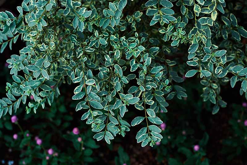 A close up horizontal image of Ligustrum japonicum ‘Variegatum’ growing in the garden with variegated green and yellow foliage pictured on a dark soft focus background.