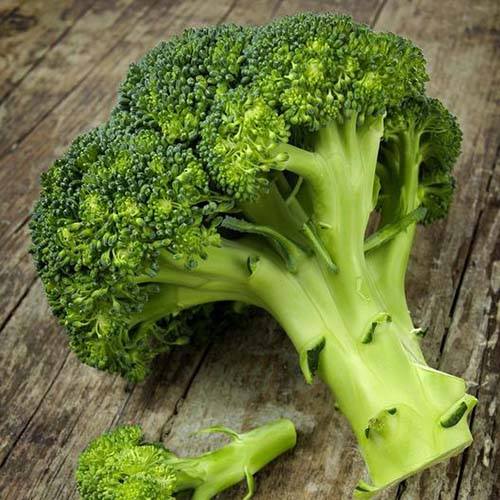 A close up square image of a freshly harvested broccoli head set on a wooden surface.