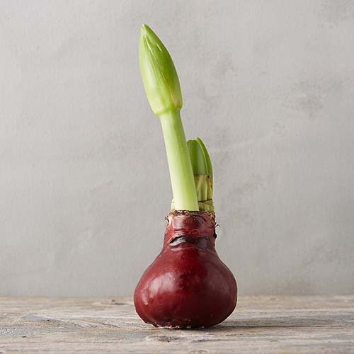 A close up square image of a wax-covered Hippeastrum bulb set on a wooden surface pictured on a white background.