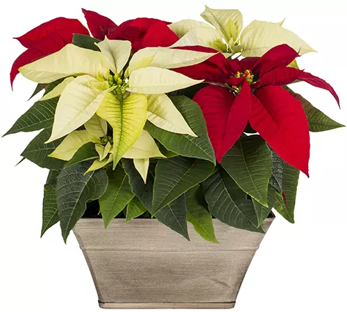 A close up of a white and a red poinsettia plant growing together in a decorative square pot isolated on a white background.