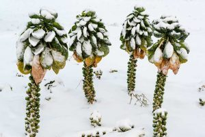 A close up horizontal image of Brassica oleracea var. gemmifera in the snow pictured on a snowy winter landscape.