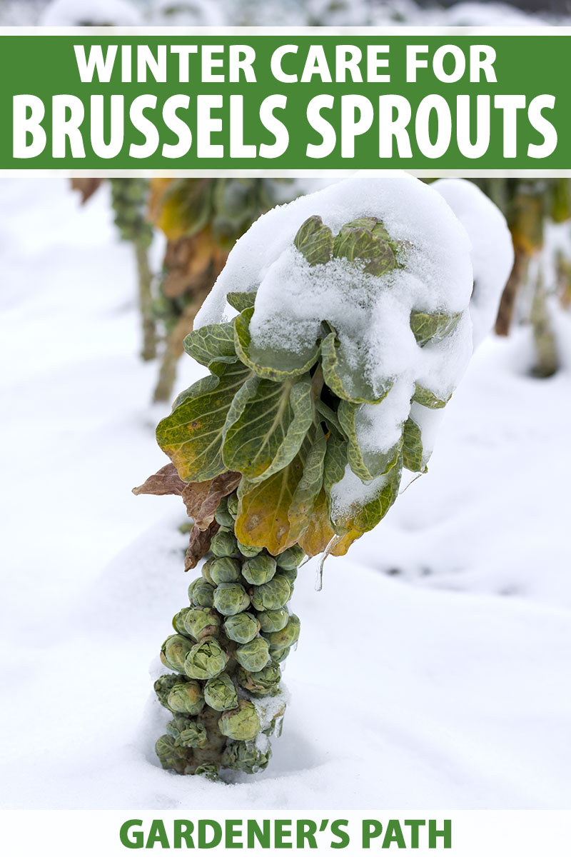 A close up horizontal image of a stalk of Brassica oleracea var. gemmifera growing in the winter garden covered in snow pictured in a snowy landscape in soft focus in the background. To the top and bottom of the frame is green and white printed text.