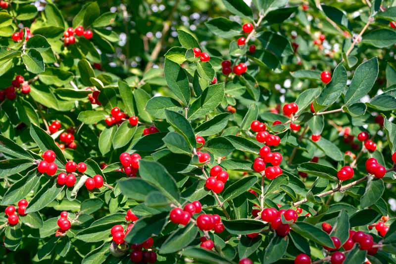 A close up horizontal image of the bright green foliage and red berries of Ilex verticillata growing in the garden pictured in bright sunshine.