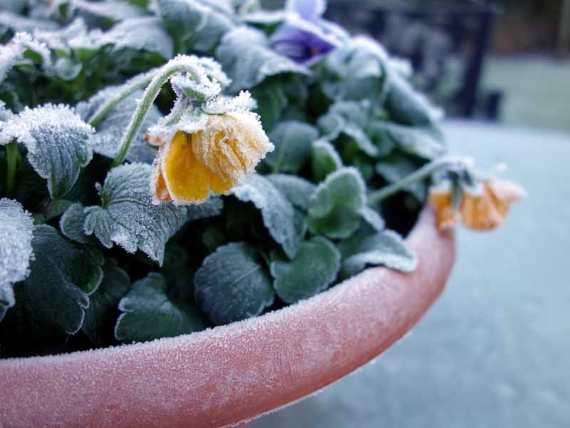 A close up horizontal image of yellow flowers growing in a pot covered in a layer of frost pictured on a soft focus background.