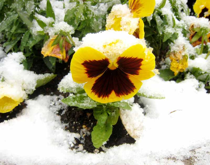 A close up horizontal image of a yellow and burgundy pansy flower growing in the snow.