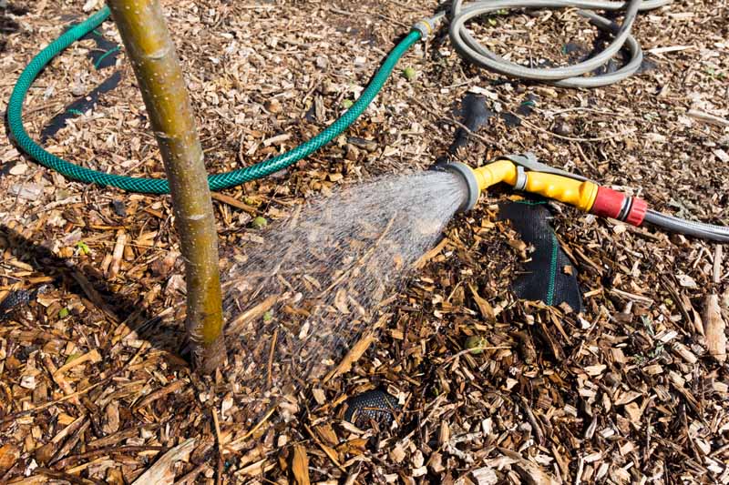 A close up horizontal image of a plant surrounded by mulch being watered with a garden hose.