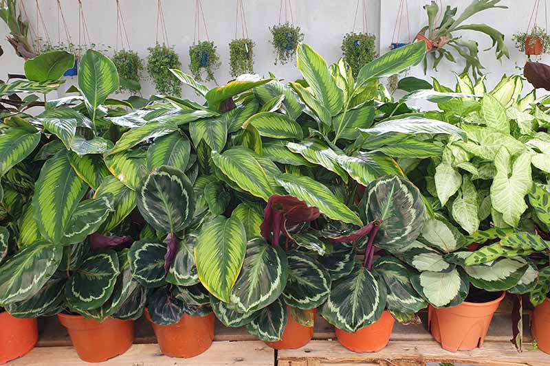 A close up horizontal image of different types of prayer plants growing in pots.