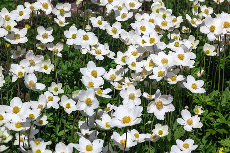 A close up horizontal image of a mass of white Anemone canadensis flowers with yellow centers growing in the garden pictured in bright sunshine.