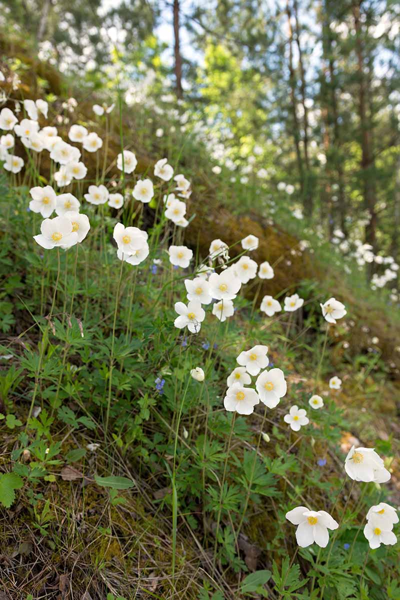 A close up vertical image of a woodland setting with white flowers growing on a hillside.