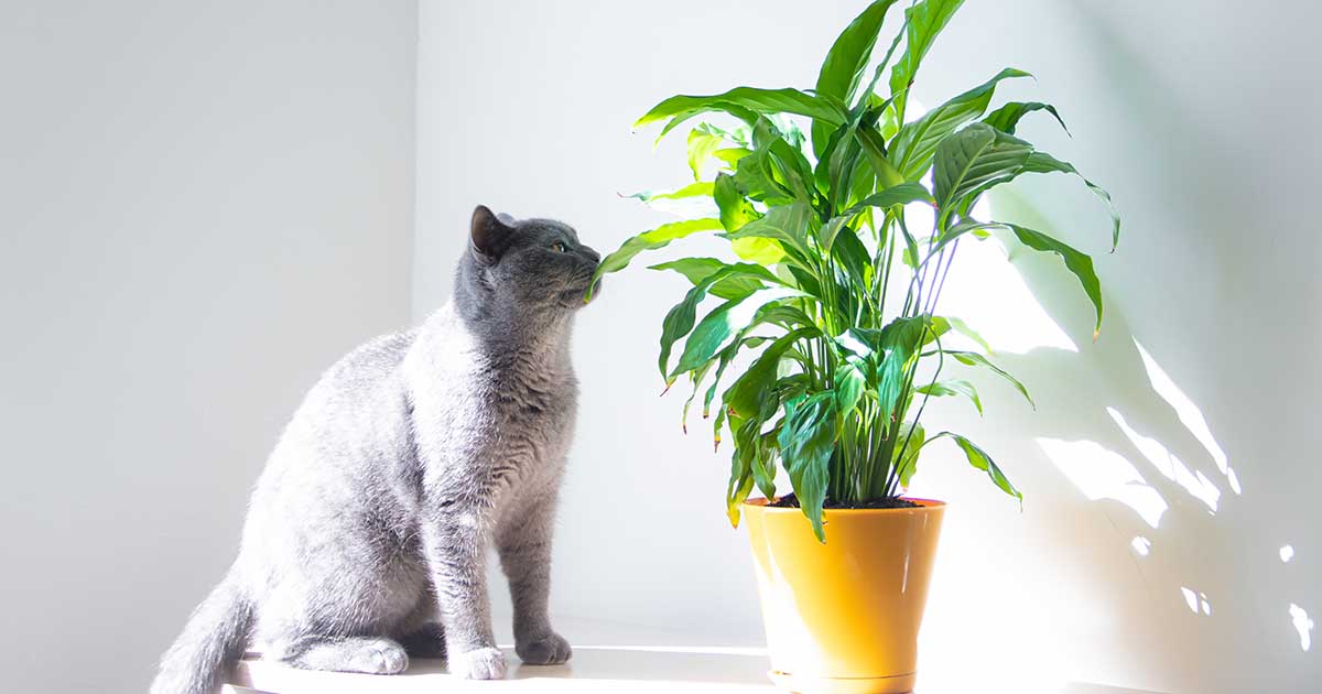 Are Peace Lilies Toxic to Cats FB