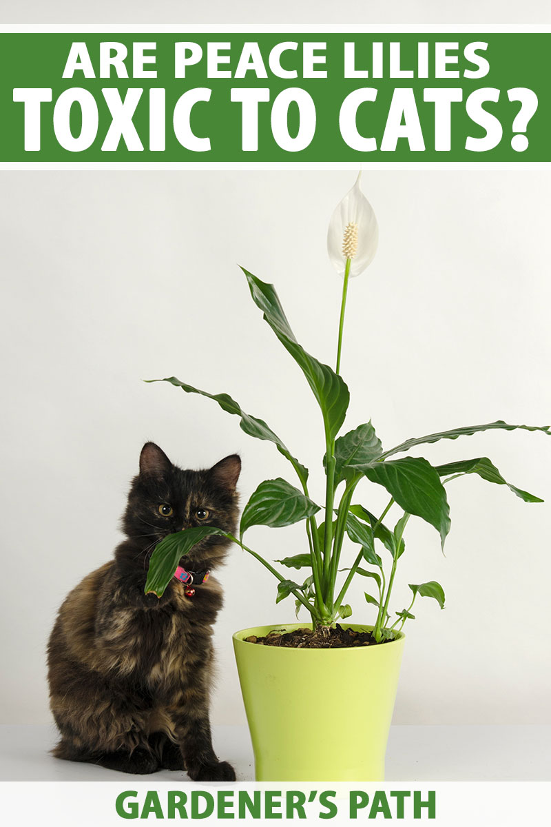 A close up horizontal image of a small tortoiseshell kitten sitting next to a houseplant in a lime green pot, pictured on a white background. To the top and bottom of the frame is green and white printed text.