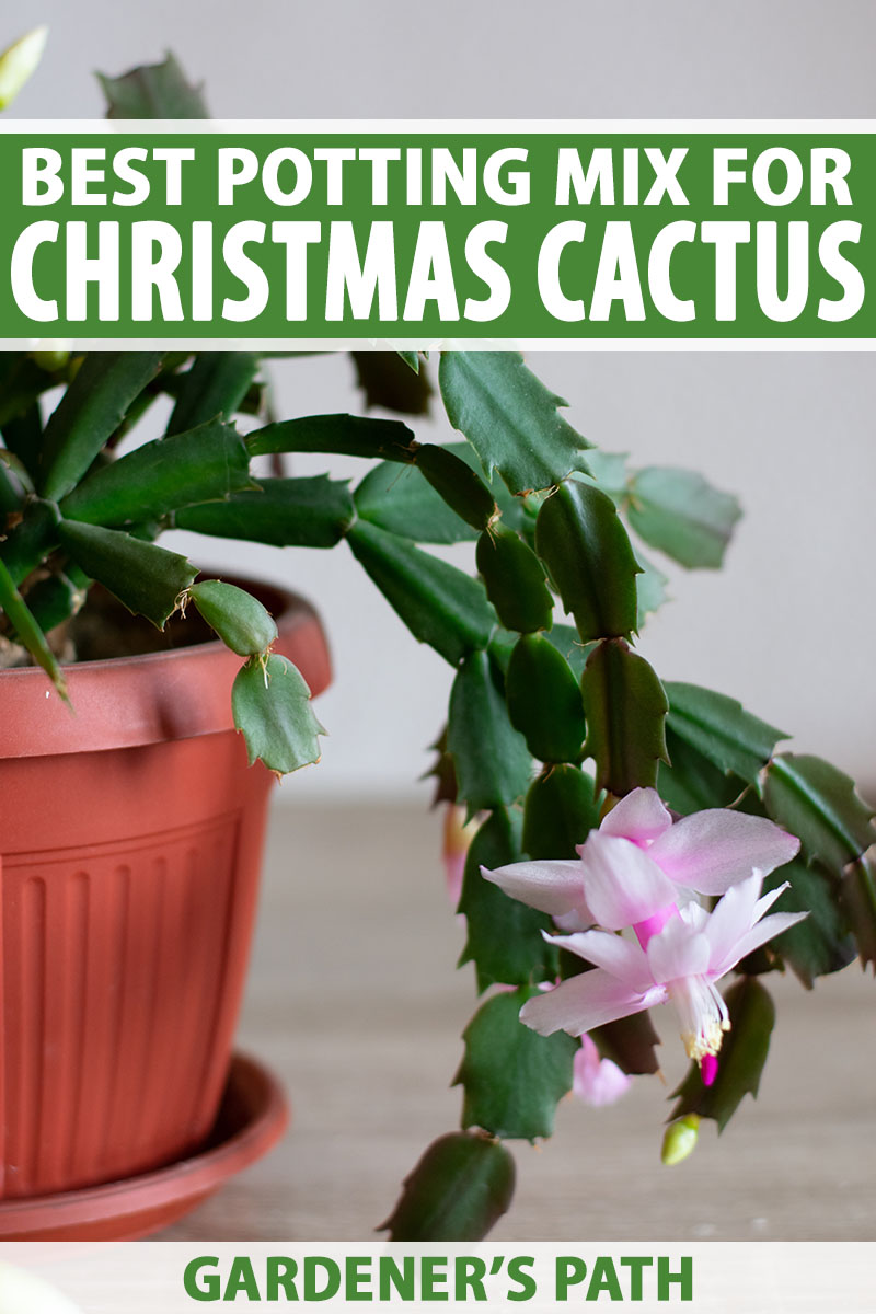 A close up vertical image of a Christmas cactus plant growing in a container, with pink flowers, pictured on a white background. To the top and bottom of the frame is green and white printed text.