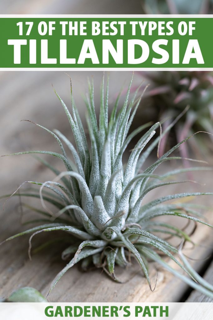 A close up vertical image of an air plant set on a wooden surface with another variety in soft focus in the background. To the top and bottom of the frame is green and white printed text.