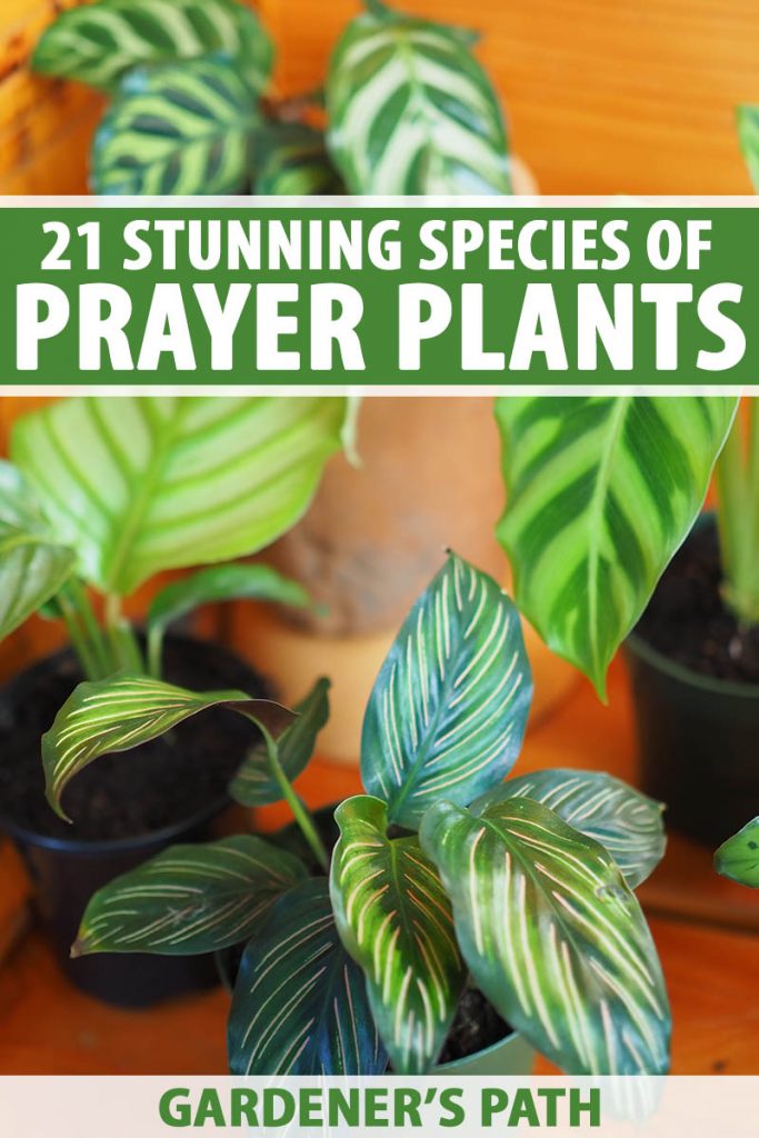 A vertical image of different type of prayer plants growing in pots indoors pictured on a soft focus background. To the top and bottom of the frame is green and white printed text.
