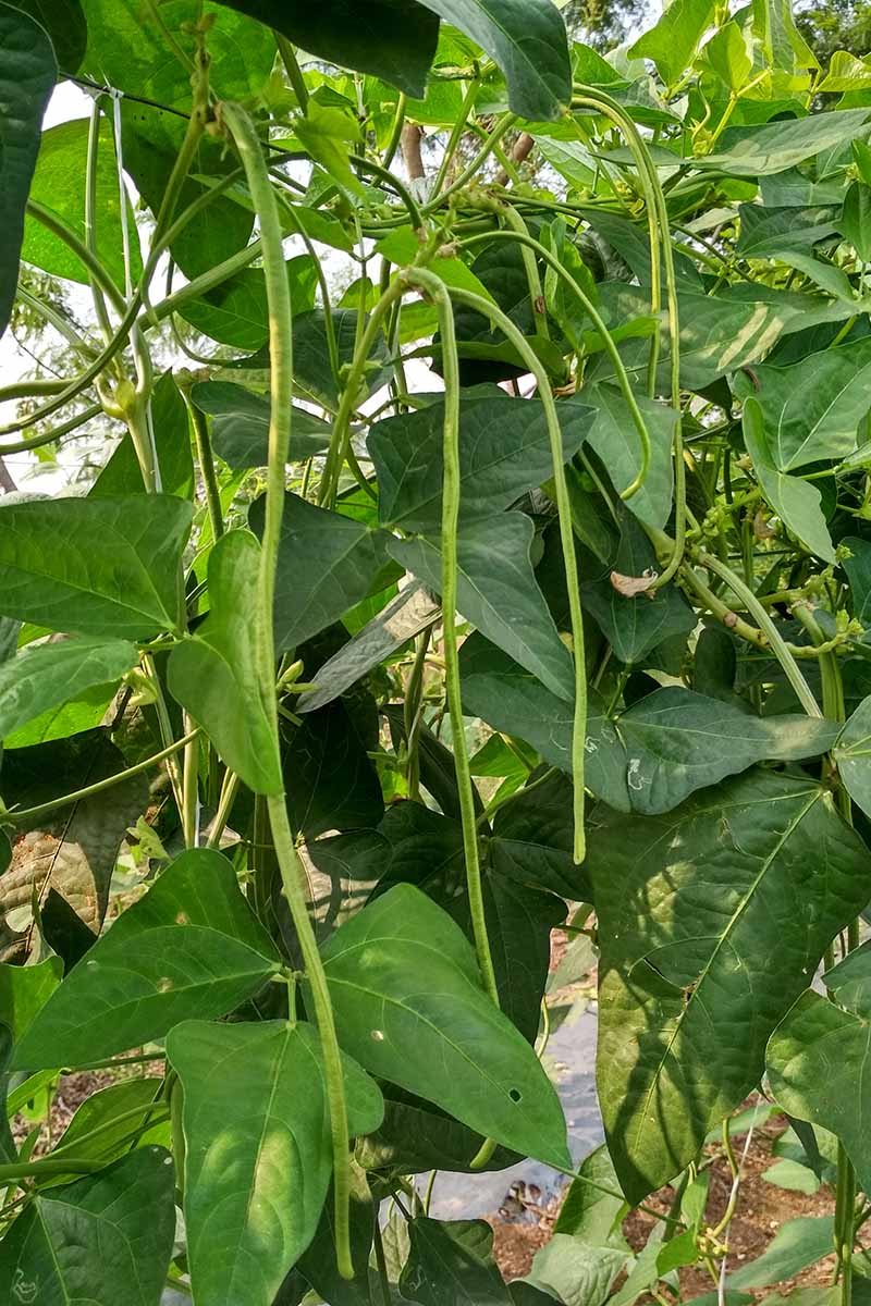 A close up vertical image of a Vigna unguiculata plant with long green pods ready for harvest, growing in the garden.