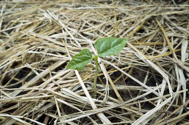 A close up horizontal image of a small Vigna unguiculata seedling growing in the garden surrounded by a straw mulch.
