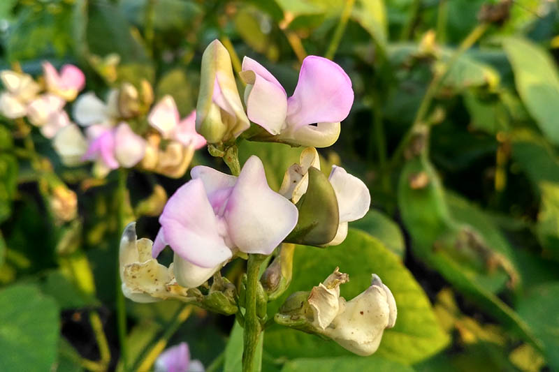 A close up horizontal image of Vigna unguiculata plants growing in the garden with small pink flowers pictured on a soft focus background.