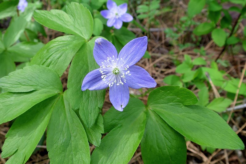 A close up horizontal image of a small blue Anemone oregana flower growing in the garden with foliage in soft focus in the background.