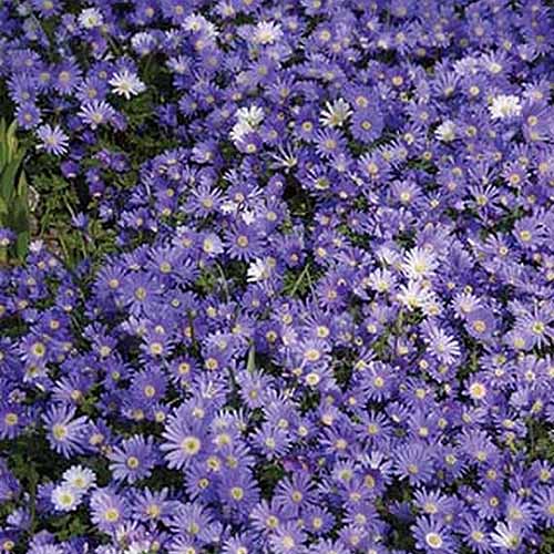 A close up square image of a swath of blue Grecian windflowers growing as a ground cover.