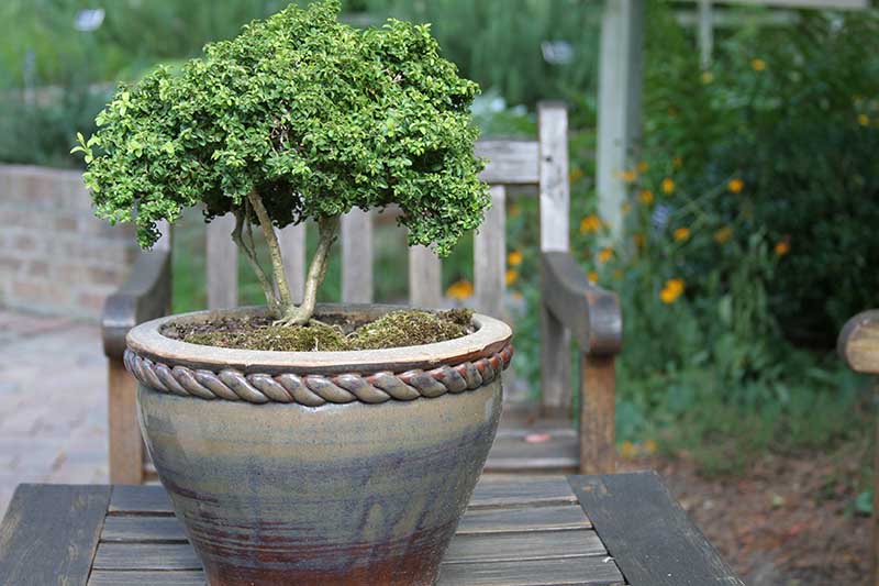 A close up horizontal image of a potted bonsai tress in a ceramic container set on a wooden outdoor table, with a garden scene in soft focus in the background.
