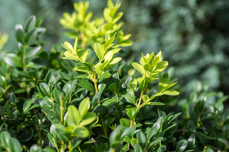 A close up horizontal image of the foliage of the boxwood shrub, growing in the garden pictured on a soft focus background.