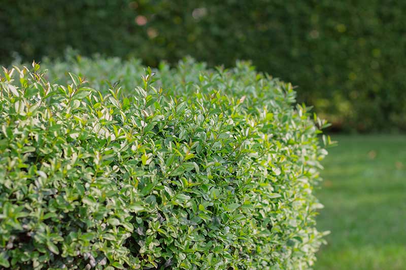 A close up horizontal image of a boxwood hedge pictured in light sunshine on a soft focus background.