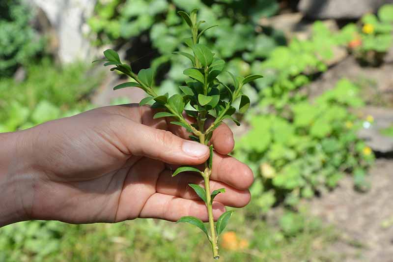 A close up horizontal image of a hand from the left of the frame holding a stem cutting taken from a boxwood shrub for propagation.
