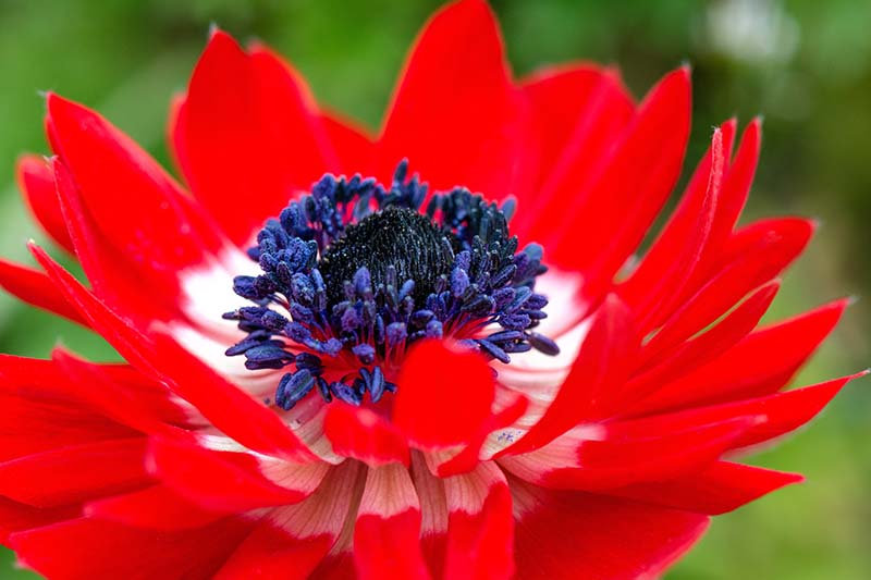 A close up horizontal image of a bright red flower with a white and black center, pictured on a green soft focus background.