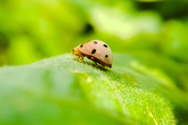 A close up horizontal image of a bean beetle on a leaf pictured on a green soft focus background.