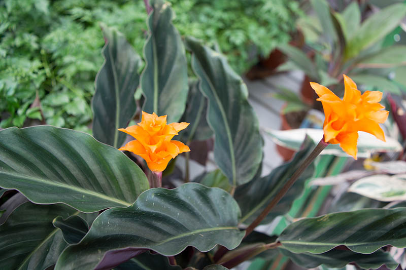 A close up horizontal image of a Goeppertia crocata plant with bright orange flowers, growing outdoors pictured on a soft focus background.