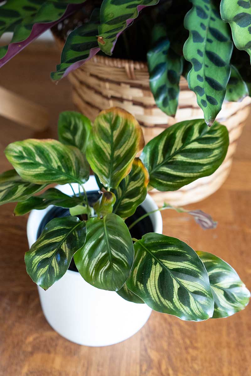 A close up vertical image of a prayer plant in a small white pot with foliage that has developed brown edges, set on a wooden surface.