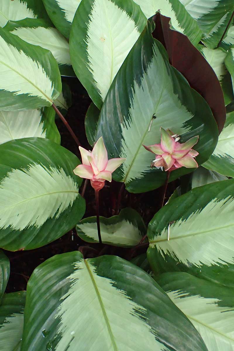 A close up vertical image of a Royal Standard calathea with variegated foliage and two small flowers.
