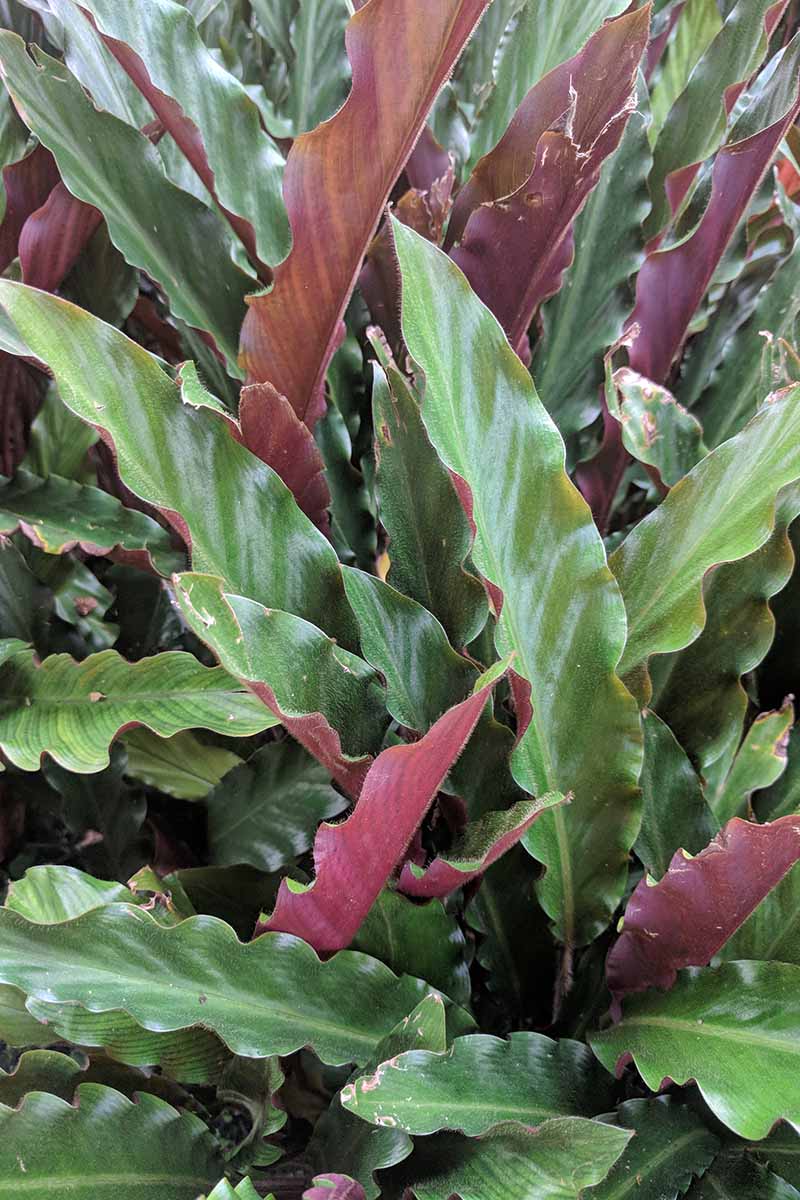 A close up vertical image of Goeppertia rufibarba growing in the garden.
