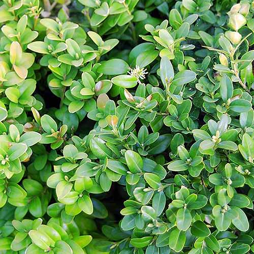 A close up square image of the foliage of Buxus sempervirens 'Calgary' growing in the garden.
