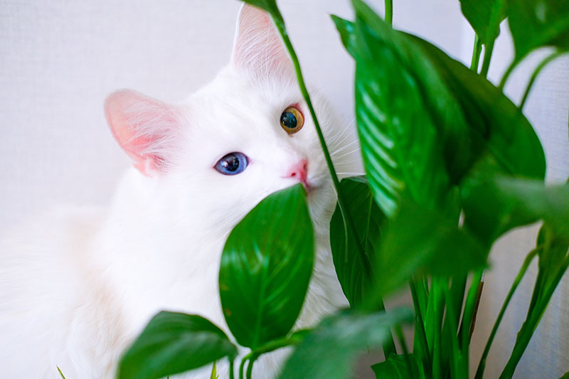 A close up of a white Turkish van cat with one blue and one amber eye hiding behind a peace lily plant, pictured on a white background.
