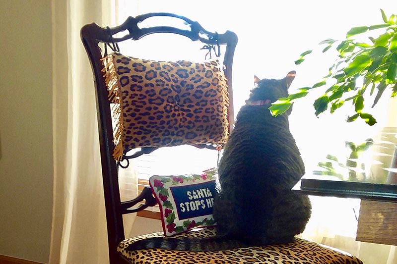 A close up horizontal image of a tortoiseshell kitten sitting on an animal print dining room table with a Schlumbergera plant to the right of the frame, pictured in bright sunshine.