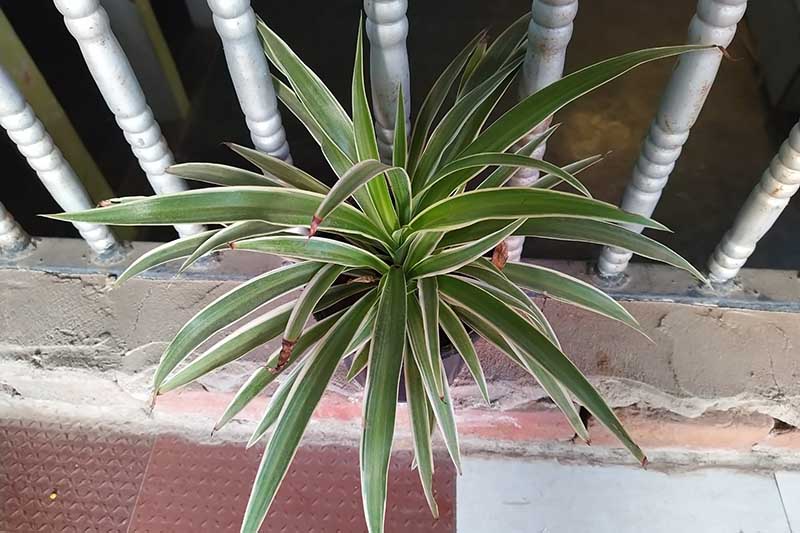 A close up horizontal image of a potted Chlorophytum laxum plant set on an outdoor patio.