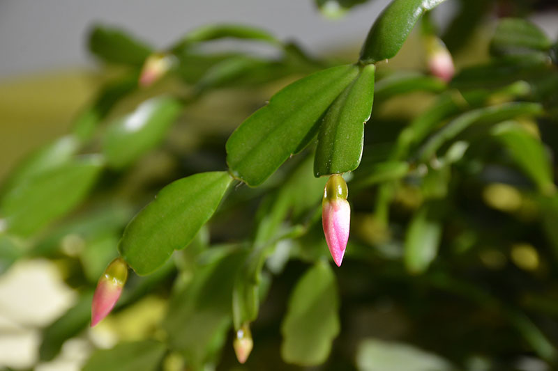 A close up horizontal image of the developing flower buds of a Schlumbergera plant growing indoors pictured on a soft focus background.