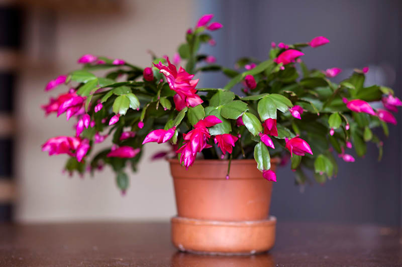 A close up horizontal image of a small potted Christmas cactus plant in full bloom growing in a terra cotta pot pictured on a soft focus background.