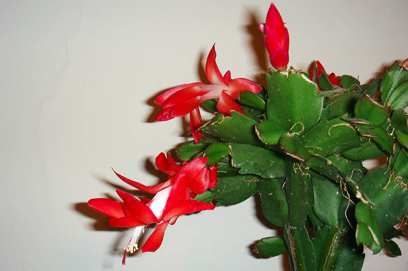 A close up horizontal image of a Christmas cactus plant with bright red flowers and small hair-like roots growing from between the leaf segments, pictured on a white background.