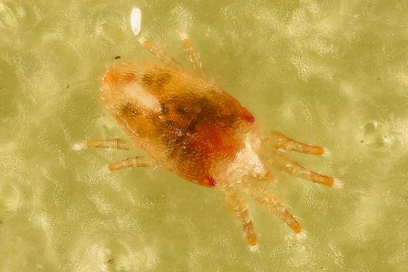 A close up horizontal image of a Christmas cactus mite pictured on a soft focus background.