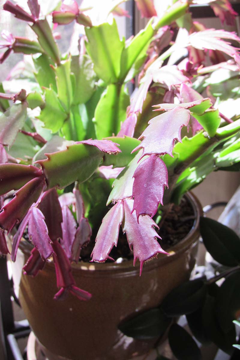 A close up vertical image of a Schlumbergera growing in a pot in a bright window, showing discolored stem segments as a result of too much light.